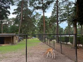 Wildlife on site