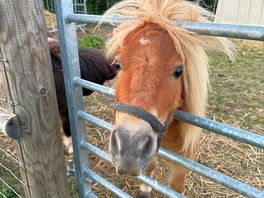 Pony