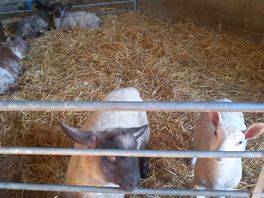 Cute lambs...best neighbours ever!