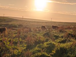 Love the highland cows!