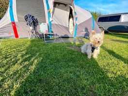 Tent with the dog