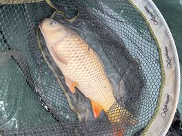 Carp 2