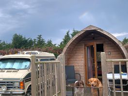 Dogs and dodge
