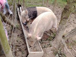 Feeding the piggies