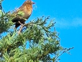 Local wildlife