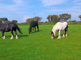 The horses that live on the farm