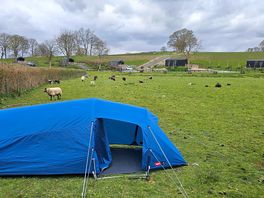 In with the sheep