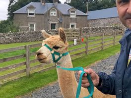 Mini alpaca hike