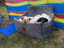 Dog friendly!