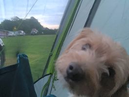 Our dog chilling at the campsite