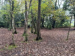 The woods in autumn.