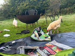 “chicken run” at 6:30am