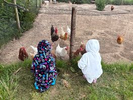 Chicken’s 🐓