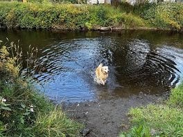 The dog loved paddling in the river.