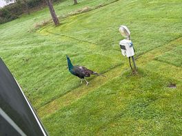 Local wildlife