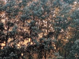 Evening views