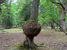 Beautiful trees