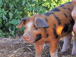 Little friends to meet