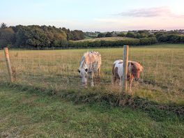 Ponies