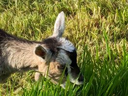 Local wildlife