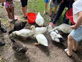 Feeding ducks