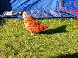 Free range chicken