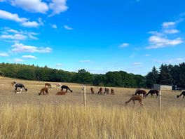 Alpacas in the sun