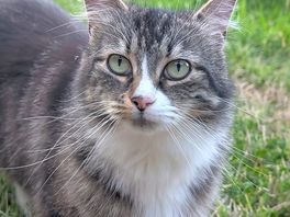 Campsite cat