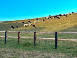 Cows
