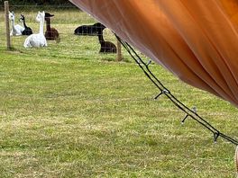 View from tent 5
