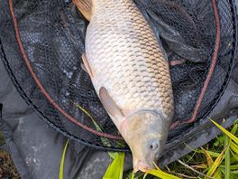 Good common