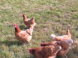 Chickens