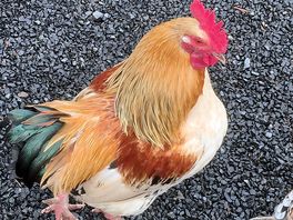 Favourite hen