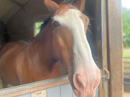 Kids were enthralled with the horses in the stables