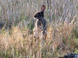 Rabbits