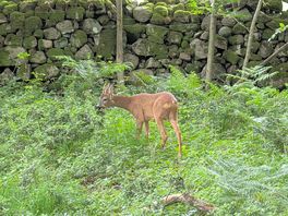 Bambi?