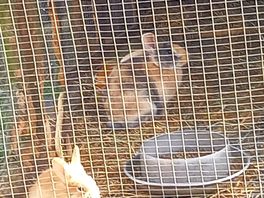 Happy bunnies