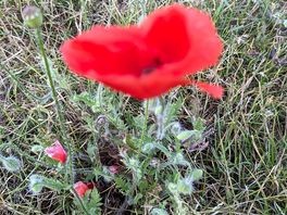 Unspoilt fields