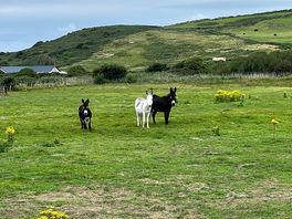 Friends on the lane to the site.