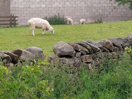 Sheep