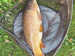 Fish from lakes