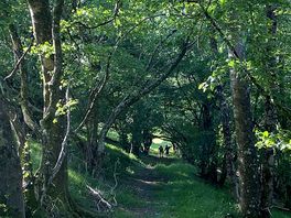The wonky wood walk