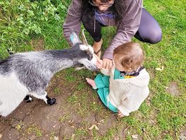 Feeders available for children to feed the very tame goats
