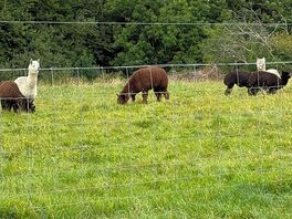 The adorable neighbours