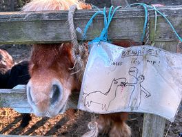 Loved this drawing ! and the horse