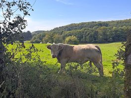 Local livestock