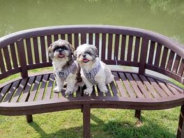 Doggy paradise