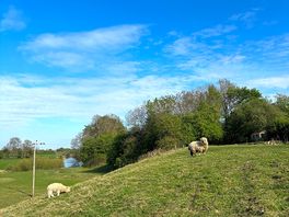 The beautiful sheep on site!