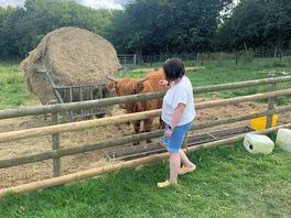 Animals next to camping fields