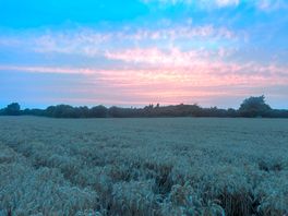Walking through the fields
